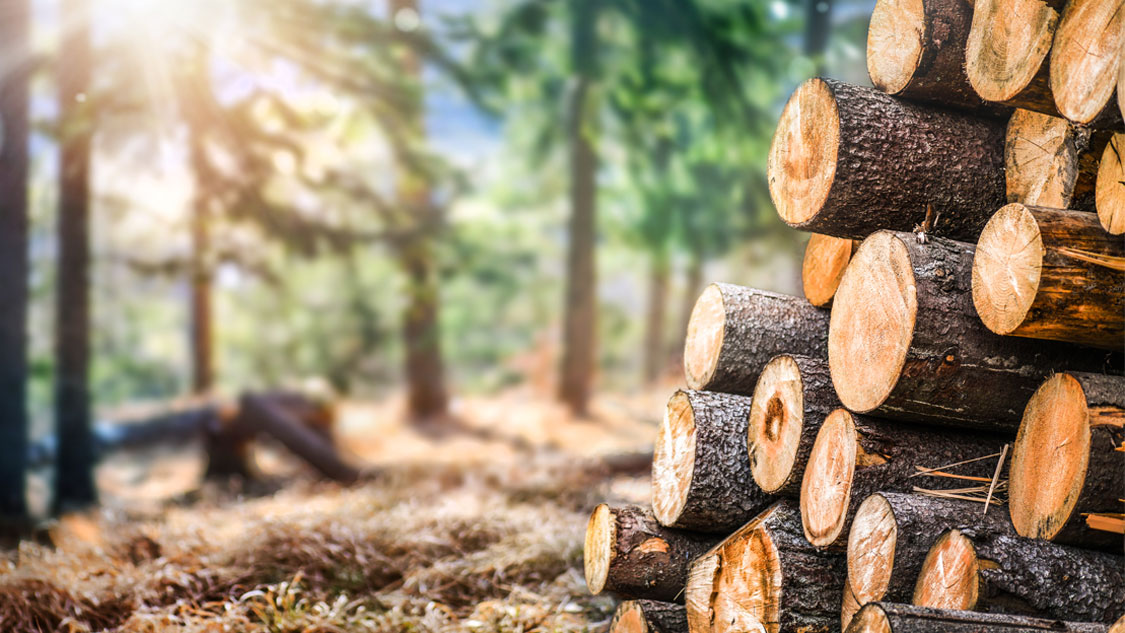Forstwirtschaft – Kaminholz Ahlen Forstwirtschaft - Kaminholz Ahlen