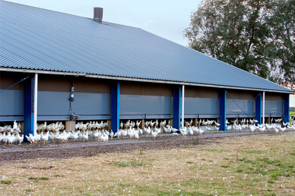 Hygienekonzept Wolter Agrar - Hühner-Stall