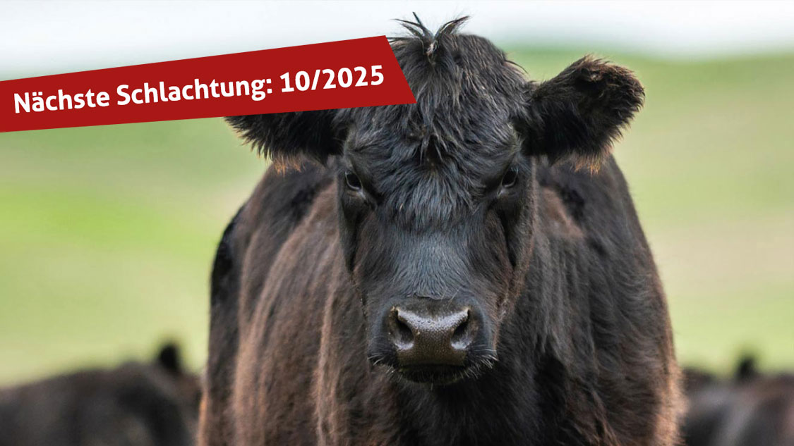 Nächste Angus-Schlachtung Hof Seppenhagen Angus-Rindfleisch aus Ahlen