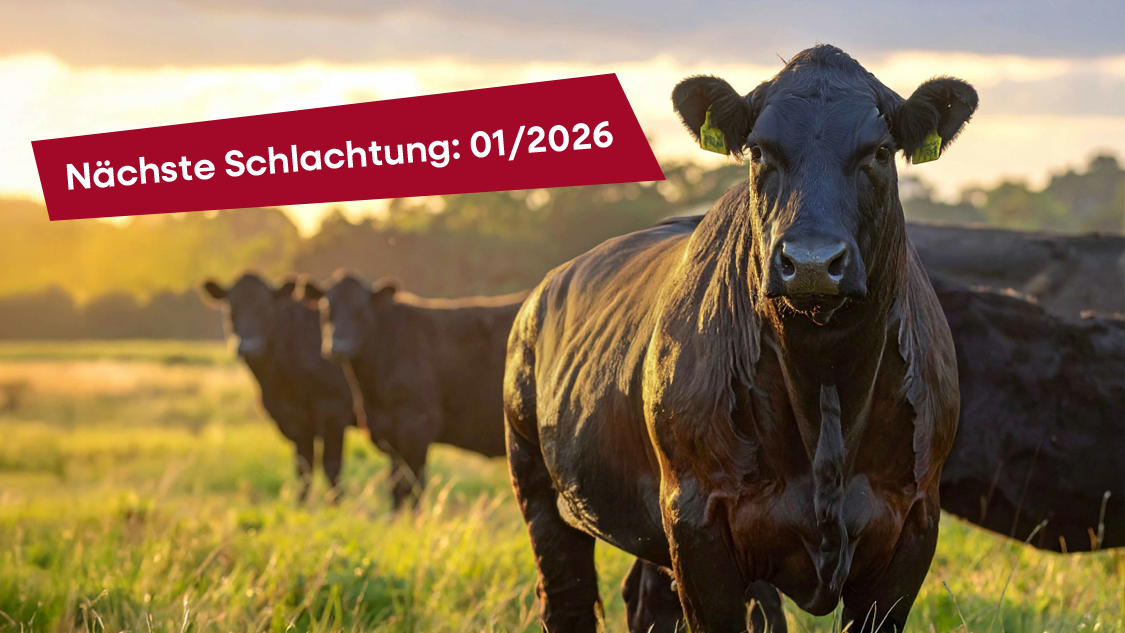 Angus-Rindfleisch aus Ahlen Angus-Rindfleisch aus Ahlen