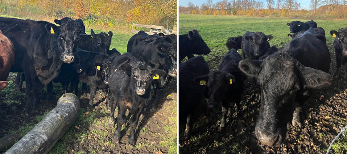 Aberdeen Angus-Rinder Aberdeen Angus-Rinder